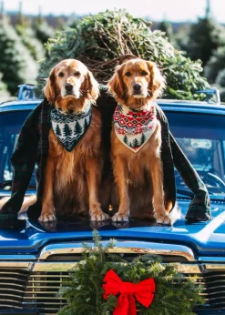 Northern Pine Knit Dog Bandana