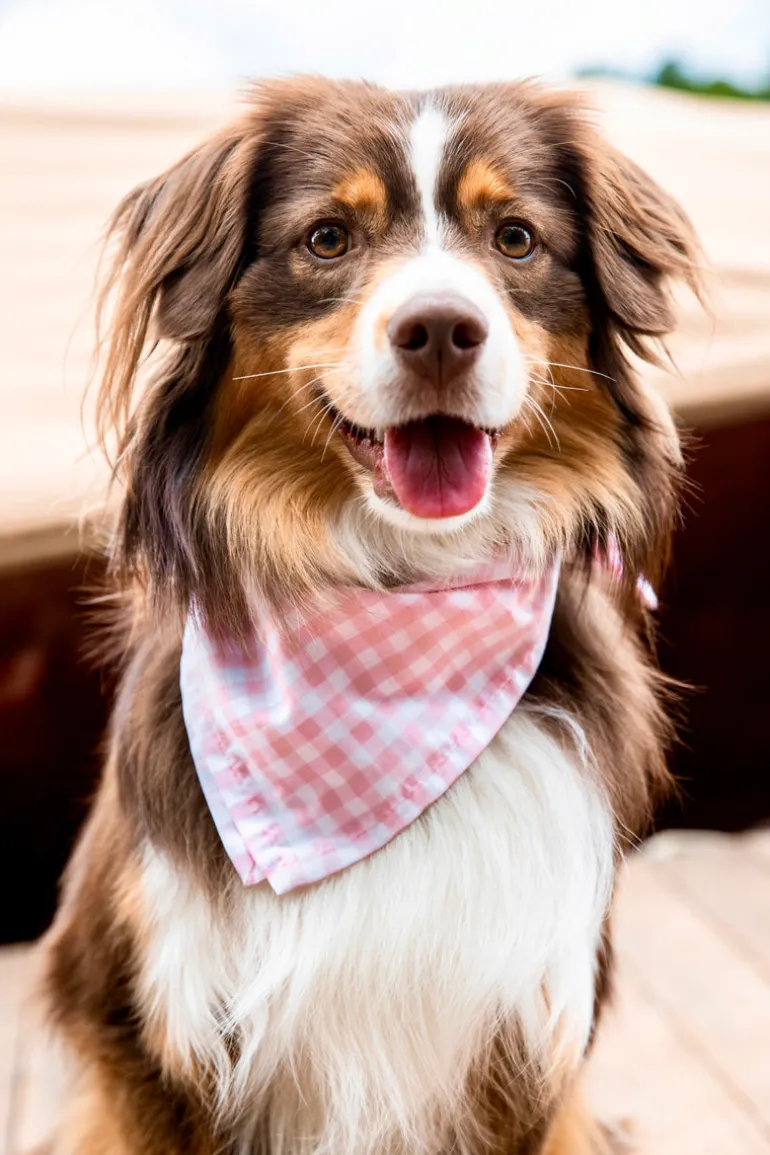 Sconset Picnic Bandana