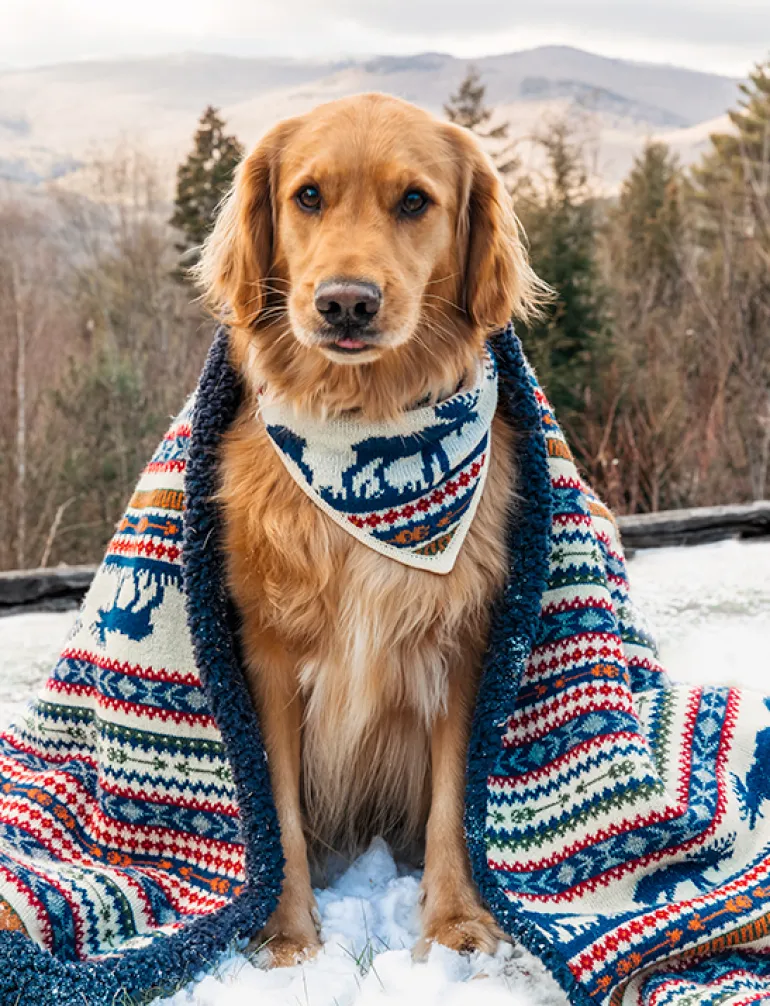 The Great Moose Bandana