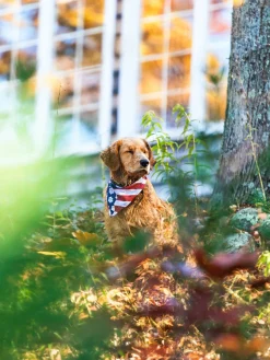 The United Paws of America